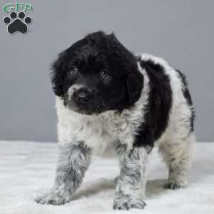 Thunder, Portuguese Water Dog Puppy
